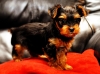 Excellent-teacup-yorkie-puppies-in-need-of-a-loving-home